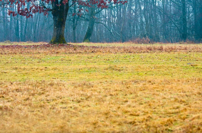 Grass in an Autumn Forest