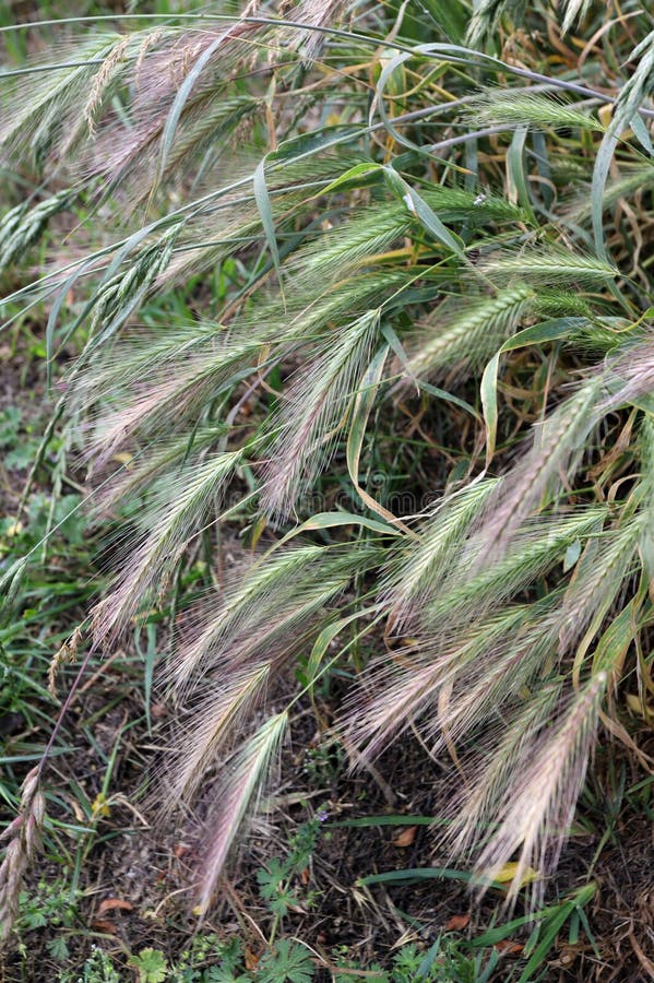 Grass Awns that Can Be Dangerous for Dogs. June Grass Ears Stock Image