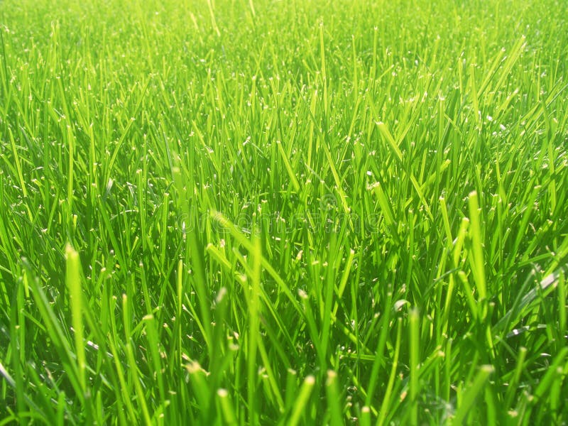 Grass background