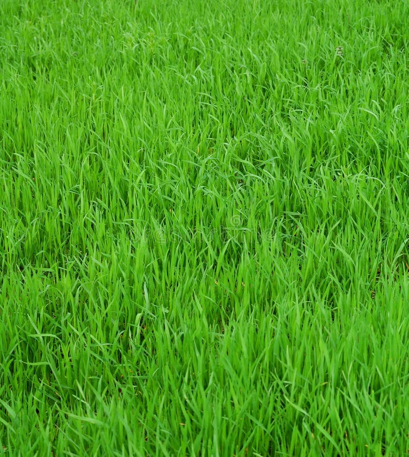 Grass Background Stock Photography - Image: 9151002
