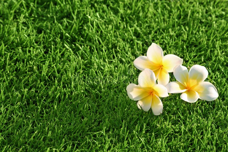 Grass Background & Flowers Stock Photo - Image of abstract, flowers