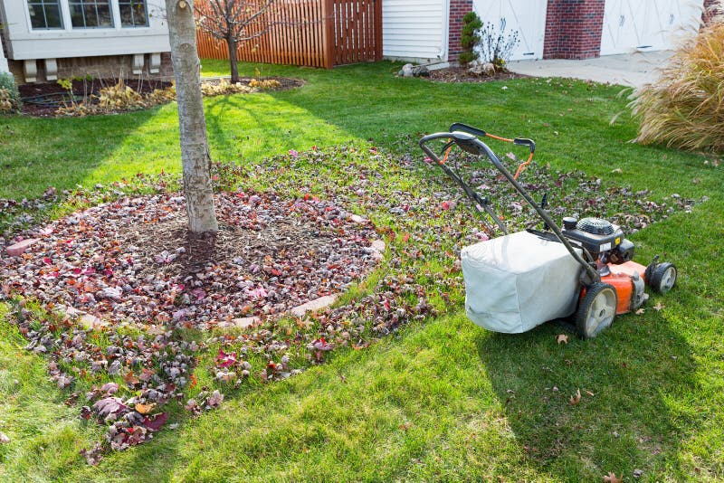 Grass bagging in fall in the neighbourhood. With a lawn mower mowing around a tree with scattered dead autumn leaves in a neat rectangle stock photography Grass bagging in fall in the neighbourhood. With a lawn mower mowing around a tree with scattered dead autumn leaves in a neat rectangle stock photography