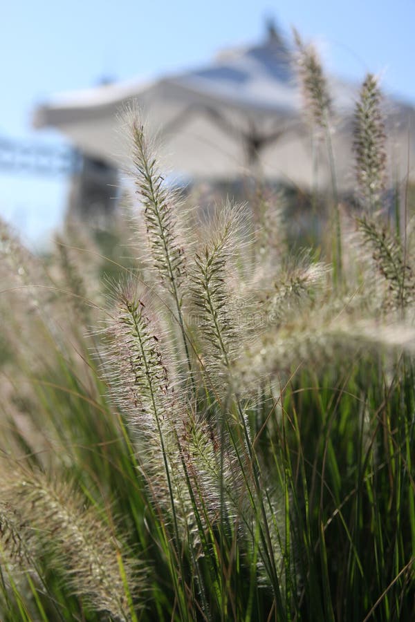 Grass and beach umbrella.