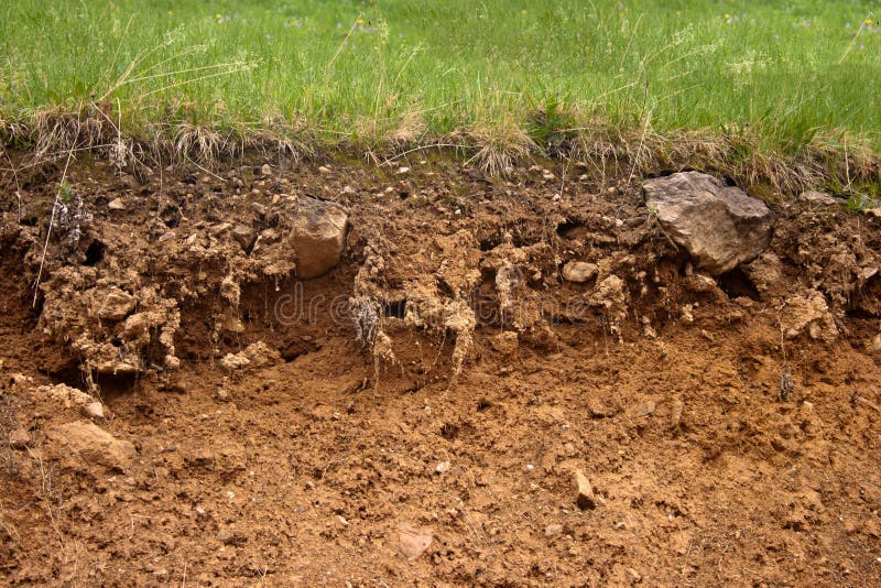 Grass bedding stock image. Image of stratum, roots, depth 14332115