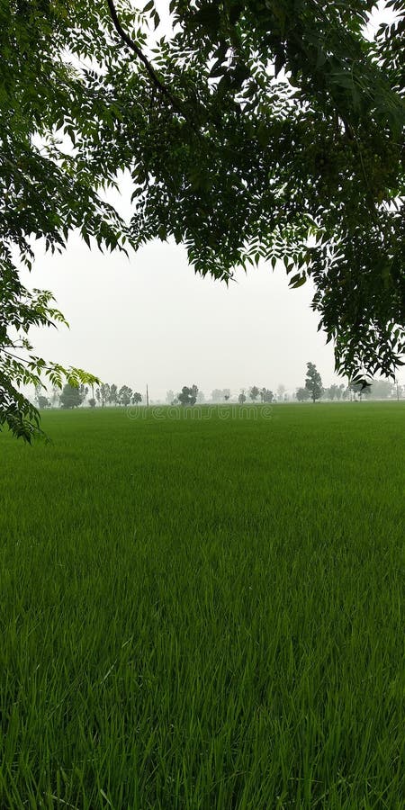 Grass on a Withe Background Tree and Road Stock Photo - Image of background,  sidhu: 155393824