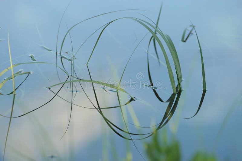 Grass blade details in water