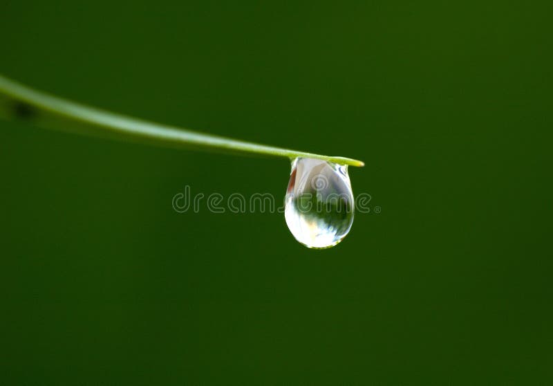 Grass blade and dew drop