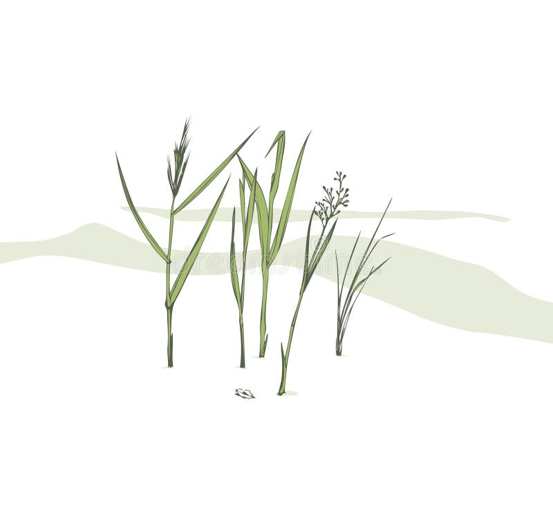 Blades of grass stock vector. Illustration of dirt, weed 4664423