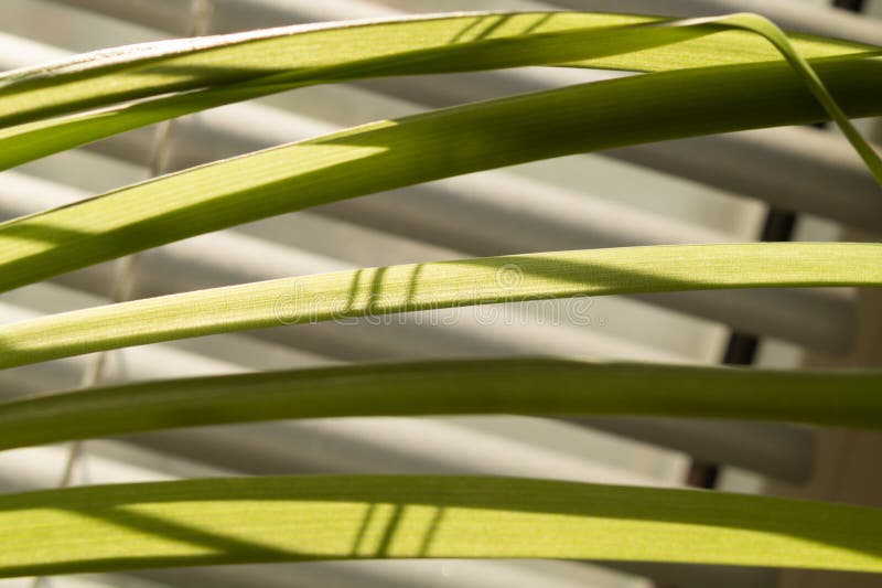 Grass Blades of a Home Plant Close Up Stock Image Image of grow