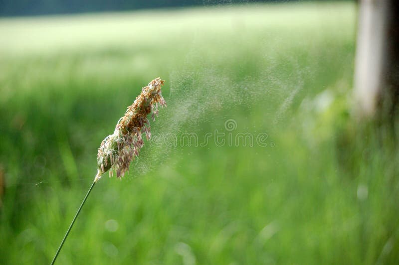 Grass and blossom dust stock image. Image of foreground 5304693