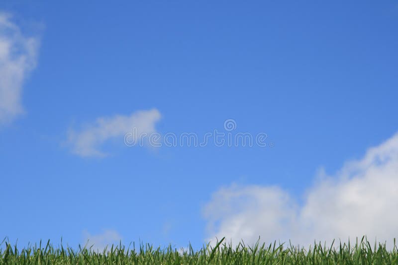 Grass with Blue Sky