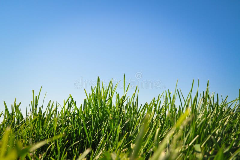 Grass and blue sky stock photo. Image of golf, grass 60019086