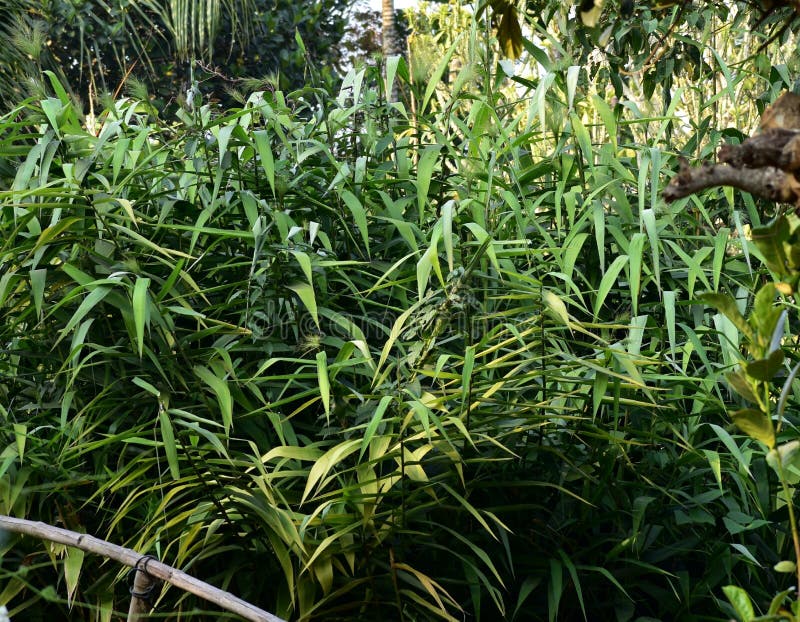 Grass Broom Plant or Tiger Grass Plant Stock Image Image of