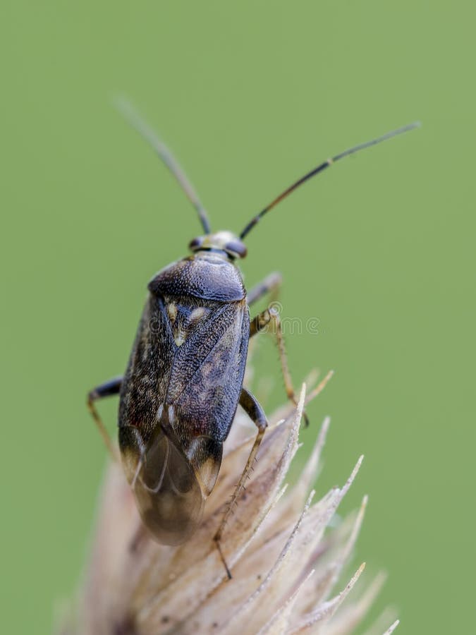 Grass bug stock photo. Image of wild, garden, macro 104662058