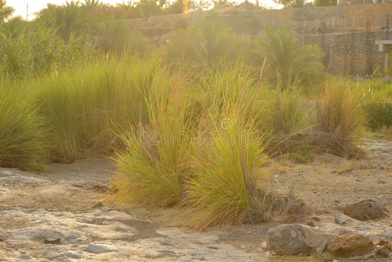 Grass bushes in Wadi Alkhodh valley, Muscat, Oman