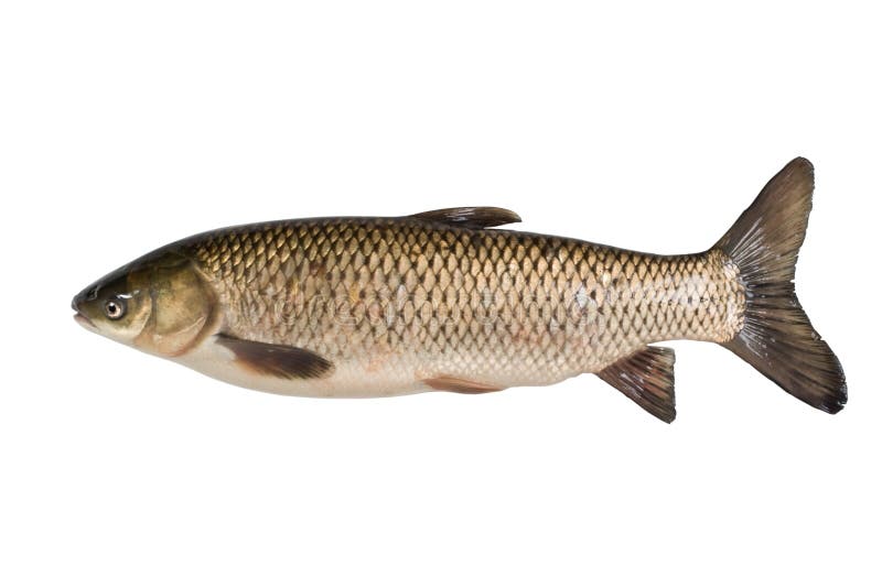 Grass carp