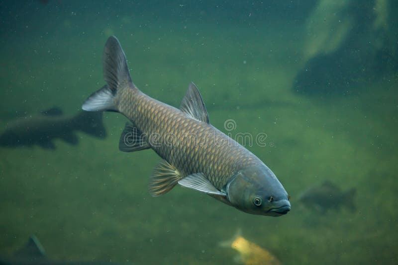 Grass carp (Ctenopharyngodon idella).