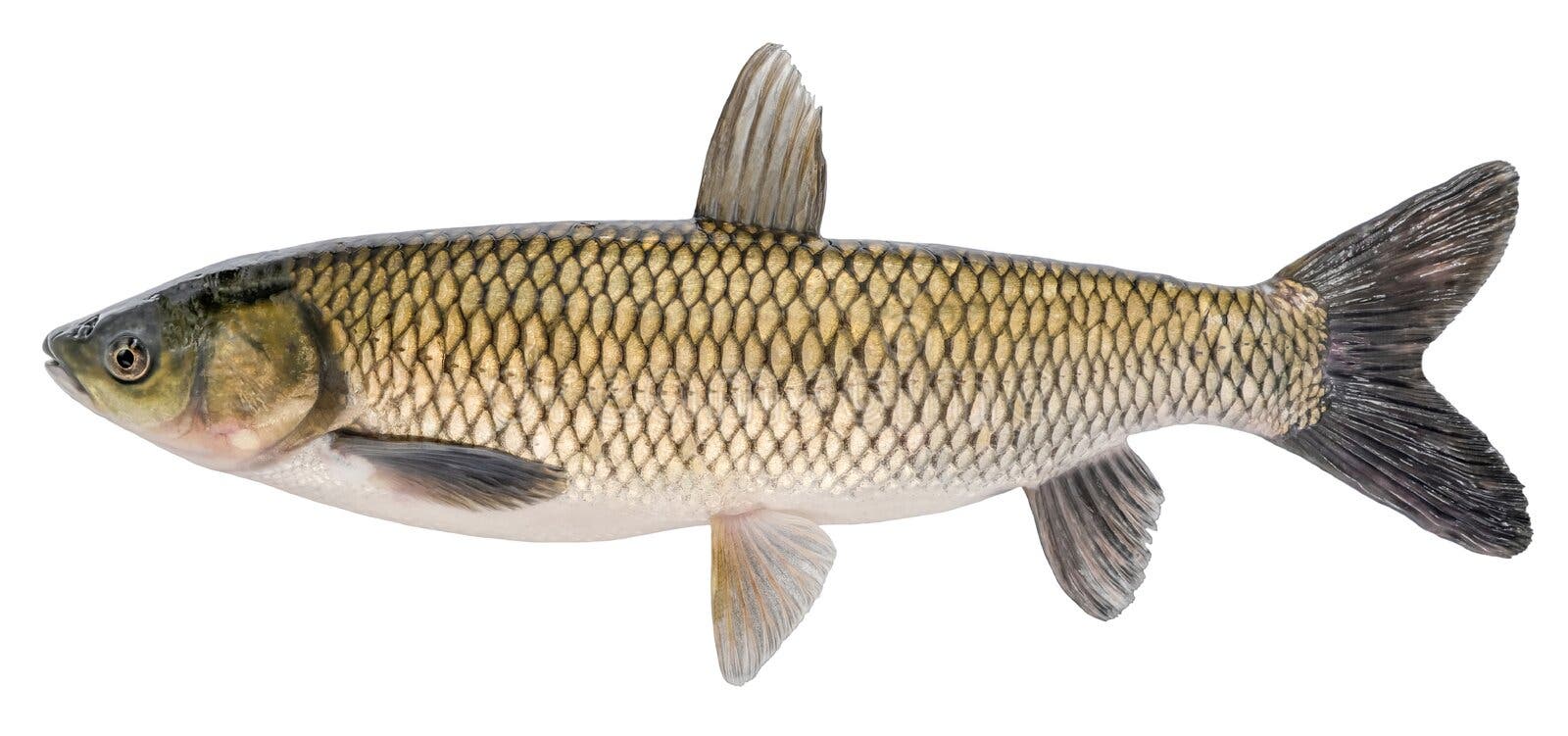 Grass carp fish with scales. Raw river fish. Fresh goldfish, side view. Isolated on white background royalty free stock photos Grass carp fish with scales. Raw river fish. Fresh goldfish, side view. Isolated on white background royalty free stock photos