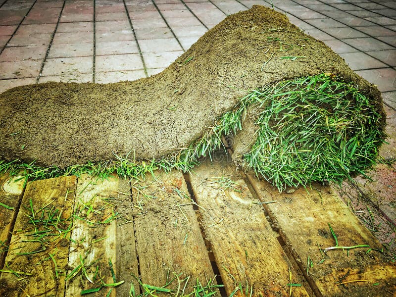 Grass Carpet Roll stock image. Image of wooden, roll 145412819