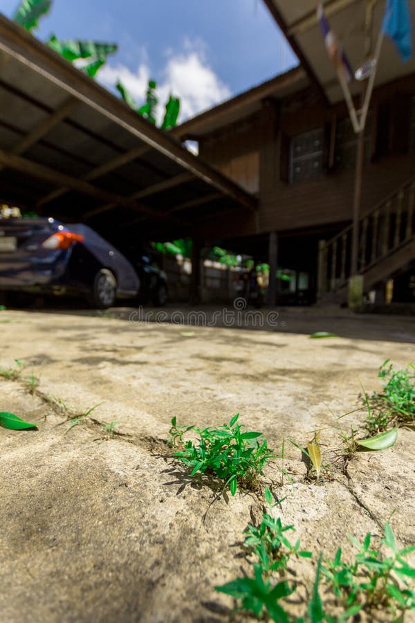 Grass on Cement Floor in House Stock Photo Image of green, grass