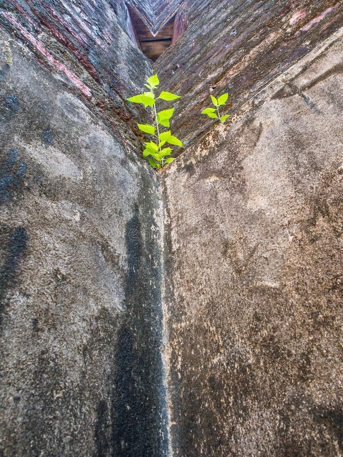 Grass on cement stock photo. Image of flora, fern, dirty 39023470