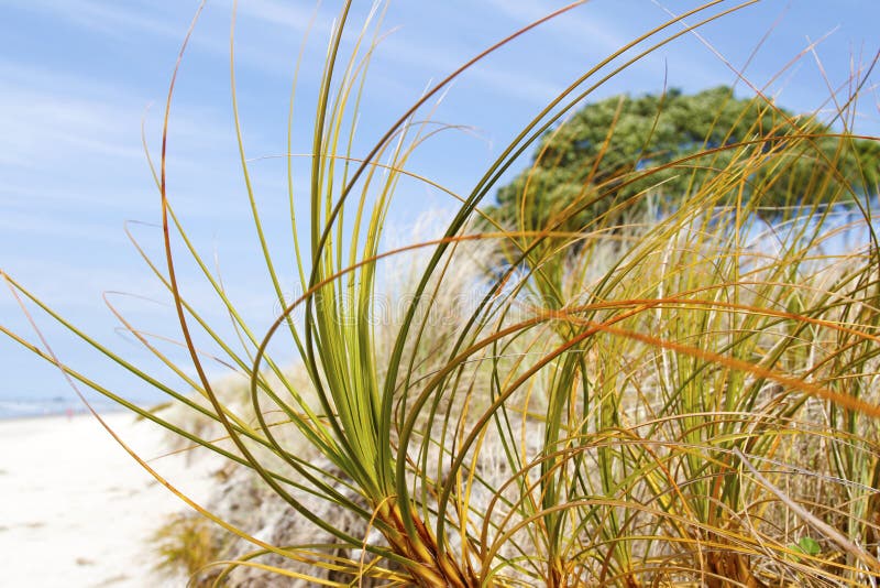 Seaside Grass Stock Image Image Of Growing Grass Ocean 48569957