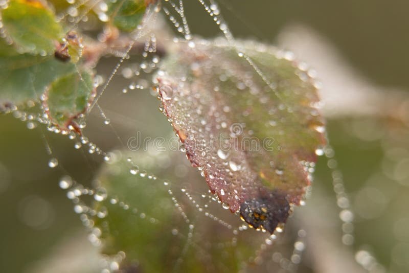 Grass with cobwebs in the morning dew in the fog in autumn macro photo