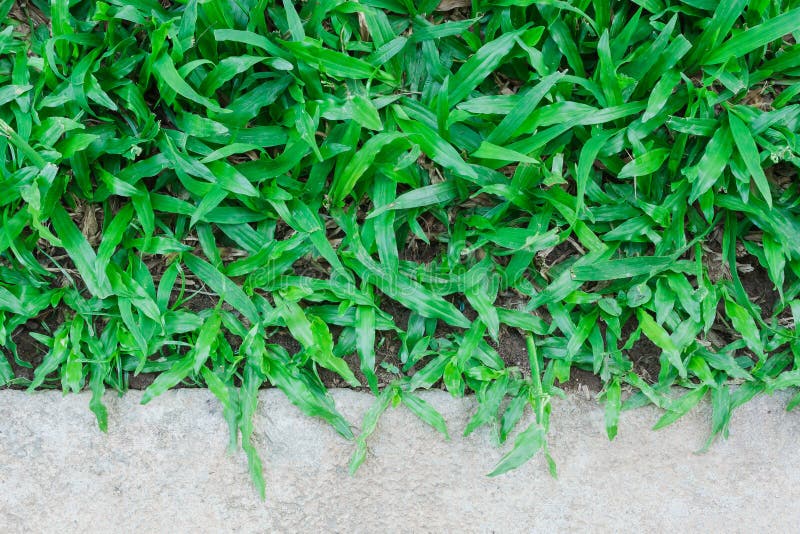 Grass and concrete stock image. Image of green, garden 54878149