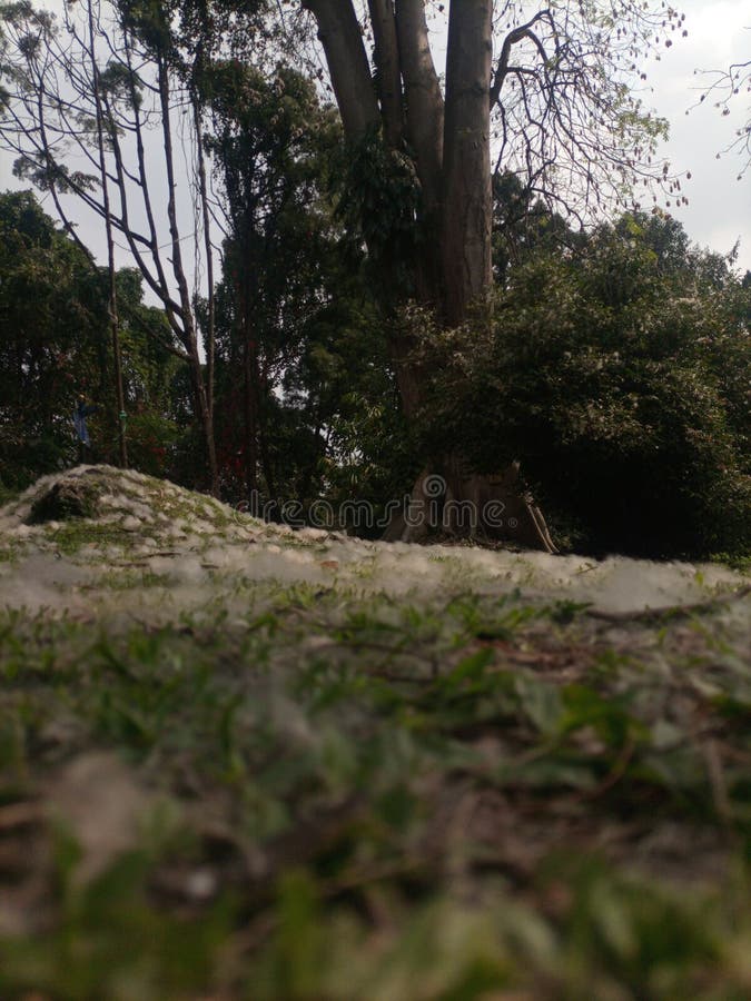 Grass Covered with Cotton Seeds Stock Photo Image of covered, cotton