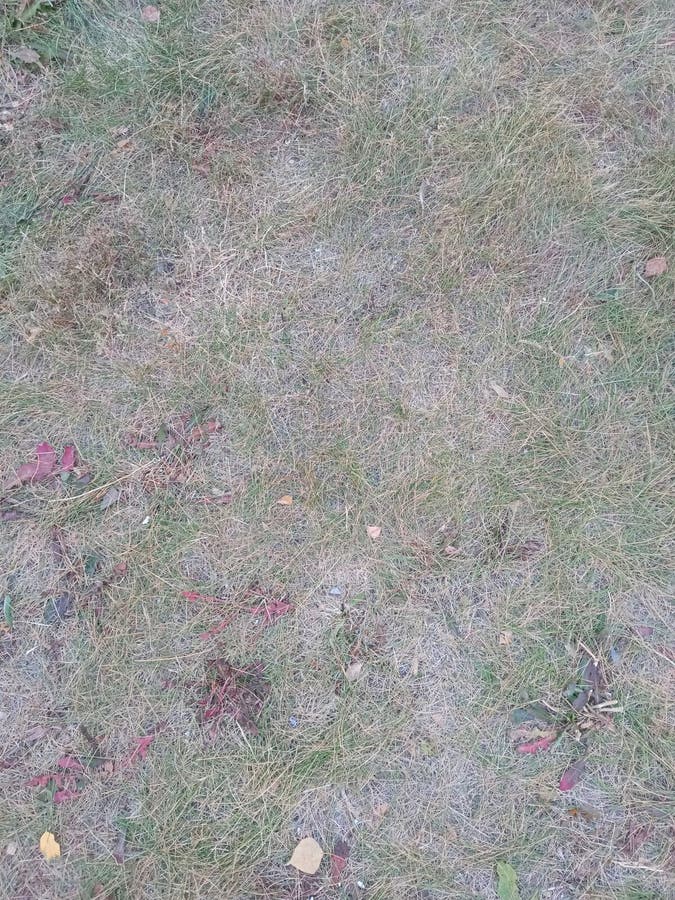 Grass covered ground stock image. Image of plant, grass 198293533