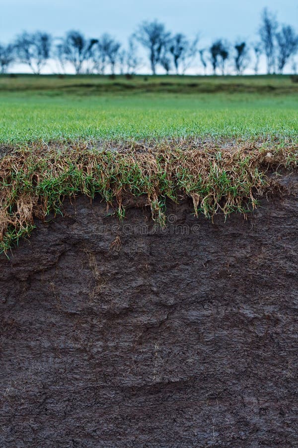 Grass cross section stock photo. Image of horizon, organic 28636294