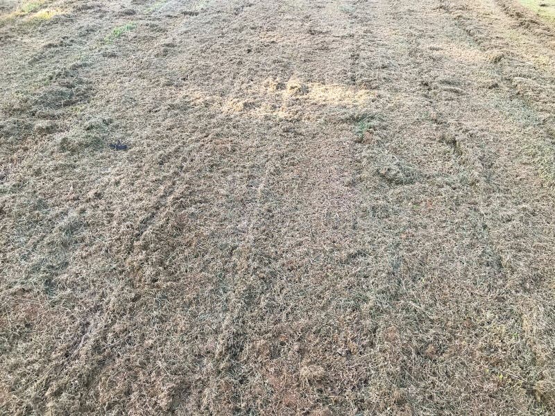 Grass after Cutting at Open Field Stock Image Image of harvest, fresh 155207375
