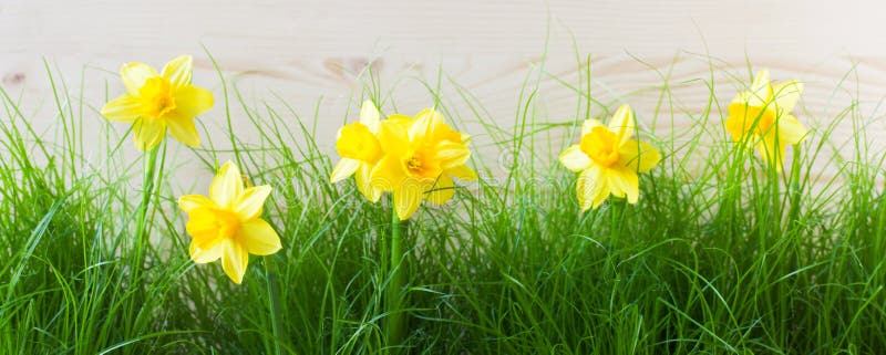 Daffodils and grass stock image. Image of meadows, white 762093