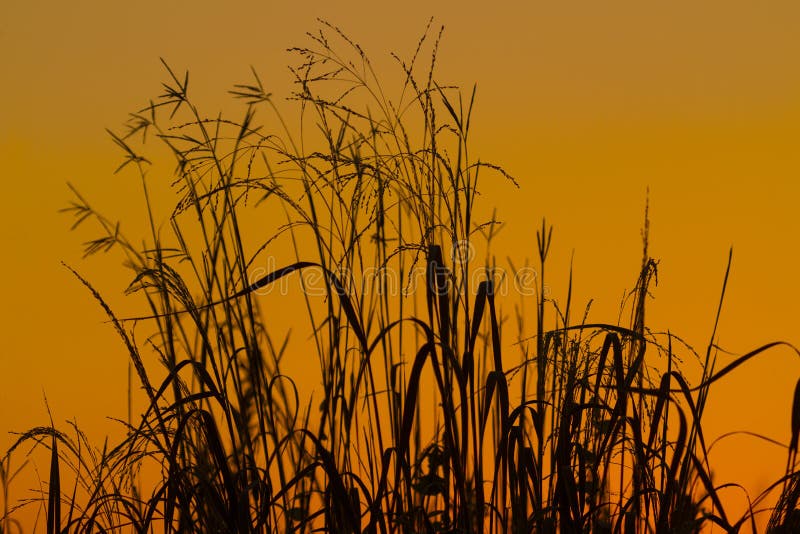 Grass at Dawn stock photo. Image of grass, bright, dust 123605454