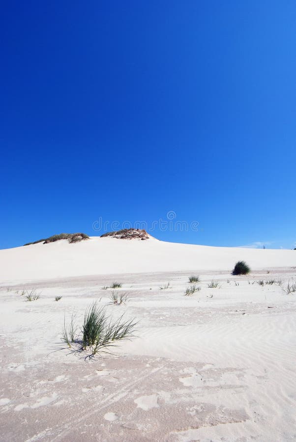 grass on the desert