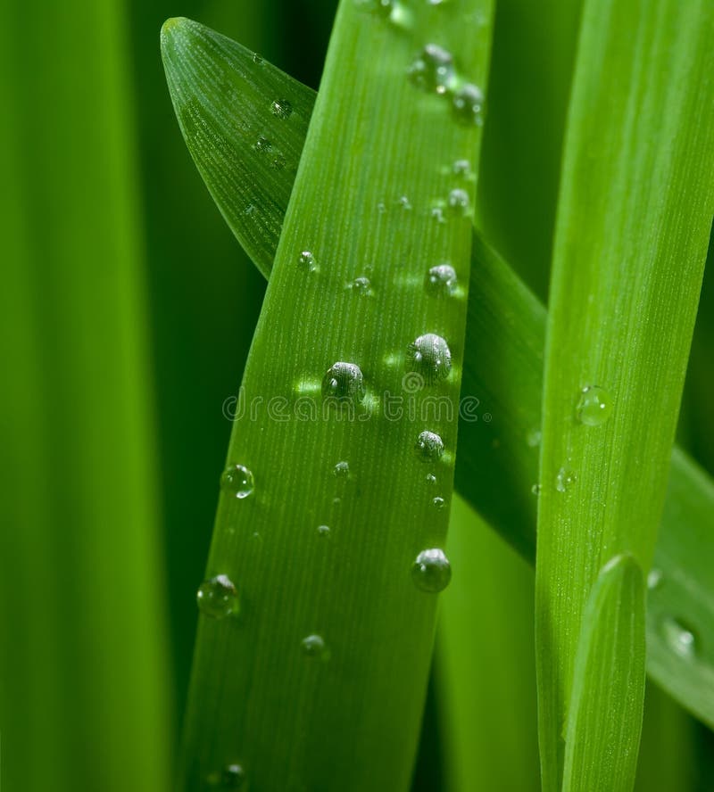 Grass in dew