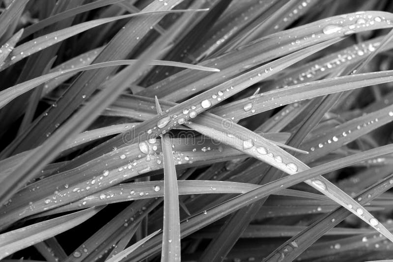 Grass With Dew Drops On It In Green Color Stock Image - Image of bright ...