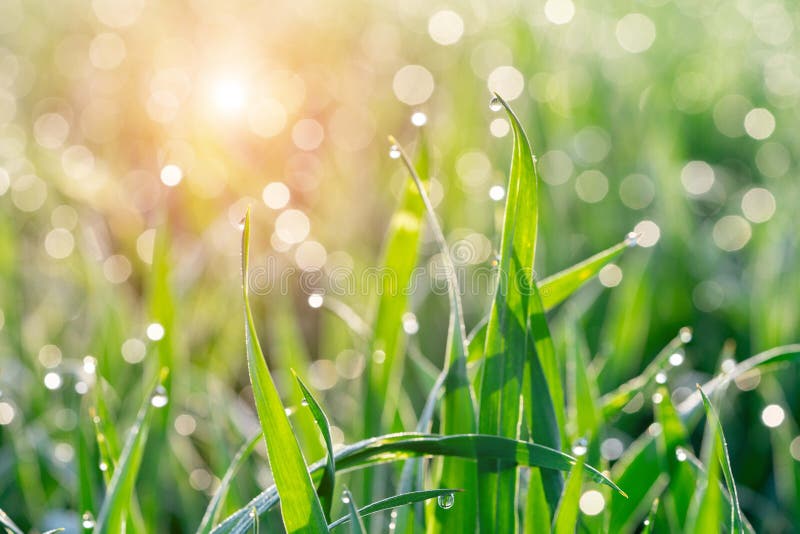 Grass with Dew Drops and Rays of the Rising Sun Stock Photo Image of