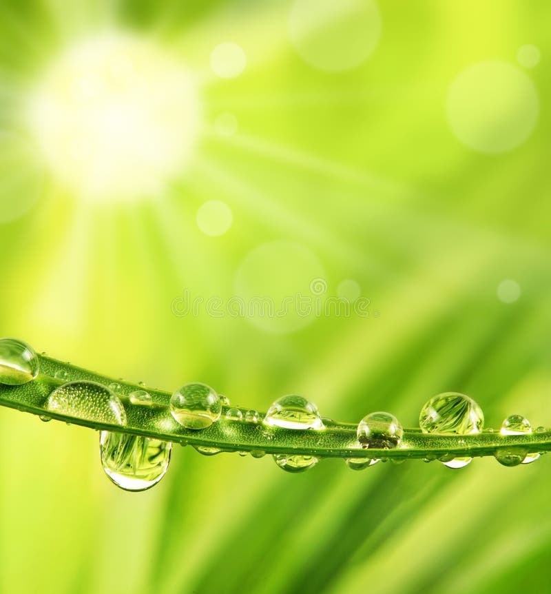 Grass with dew drops and sun