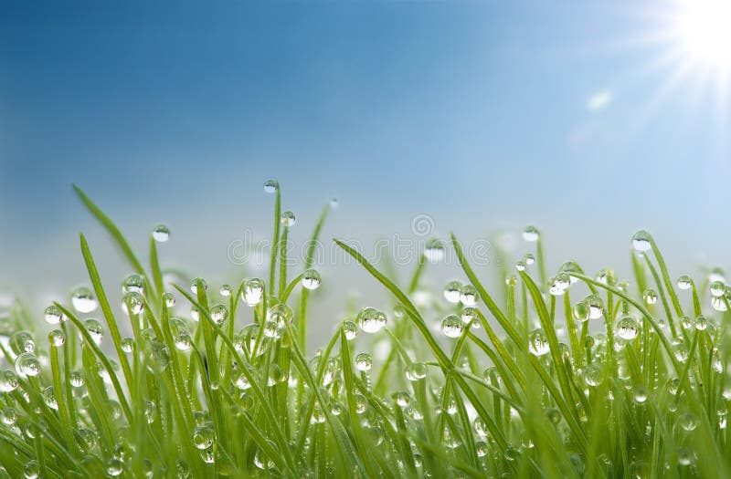 Grass with dew drops and sun