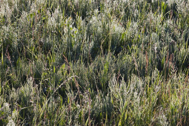 Macro grass in drops of dew and cobwebs in the rays of the setting sun in summer. Macro grass in drops of dew and cobwebs in the rays of the setting sun in summer