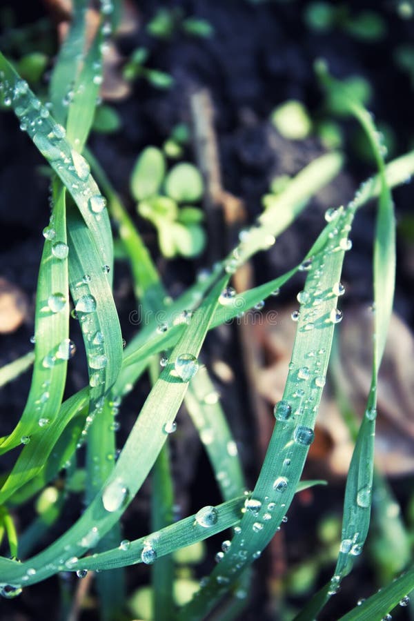 Grass with dew