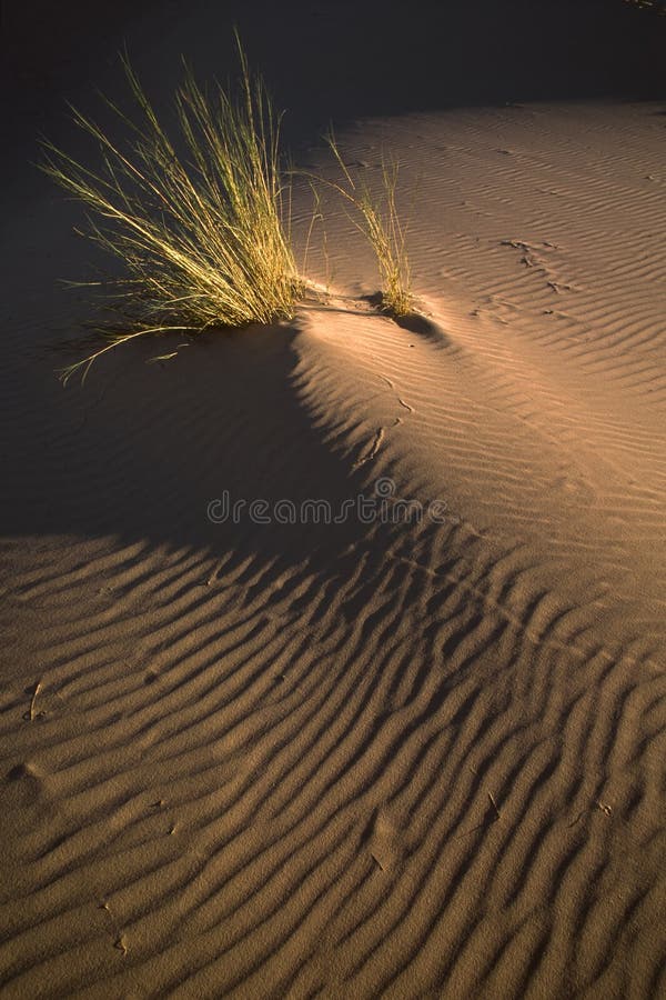 Grass and dune