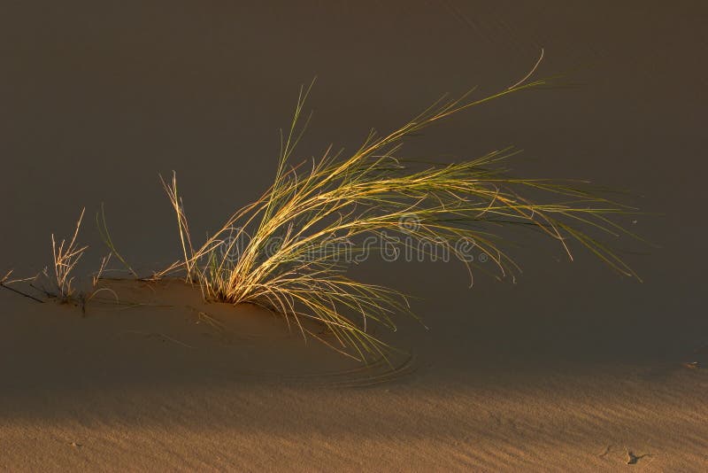 Grass and dune