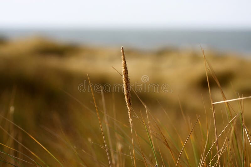 Grass in the dunes