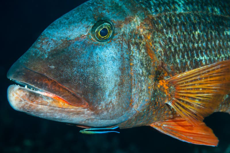 Bluestreak Cleaner Wrasse Labroides Dimidiatus Stock Photos - Free ...