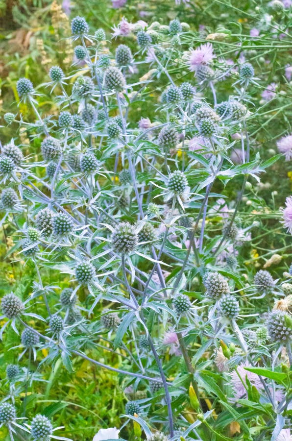 Grass Eryngium Eryngium stock image. Image of close, garden 96644025