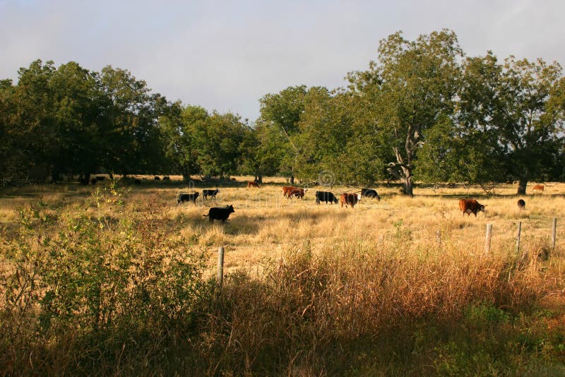 Grass-fed cattle stock photos