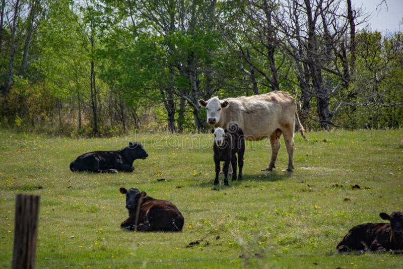 Grass Fed Cattle on the Prairie in Spring Stock Photo Image of