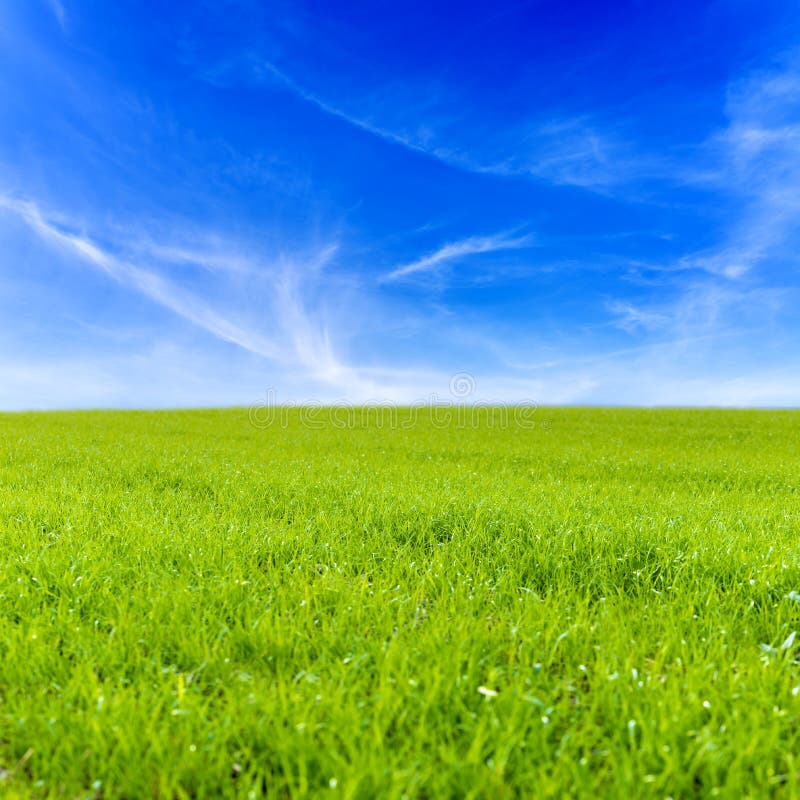 Green grass field and bright blue sky. Green grass field and bright blue sky.